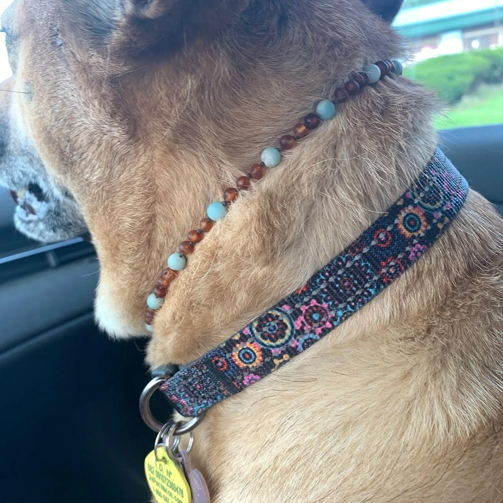 Pet | Lapis Lazuli   Raw Cognac Amber Collar