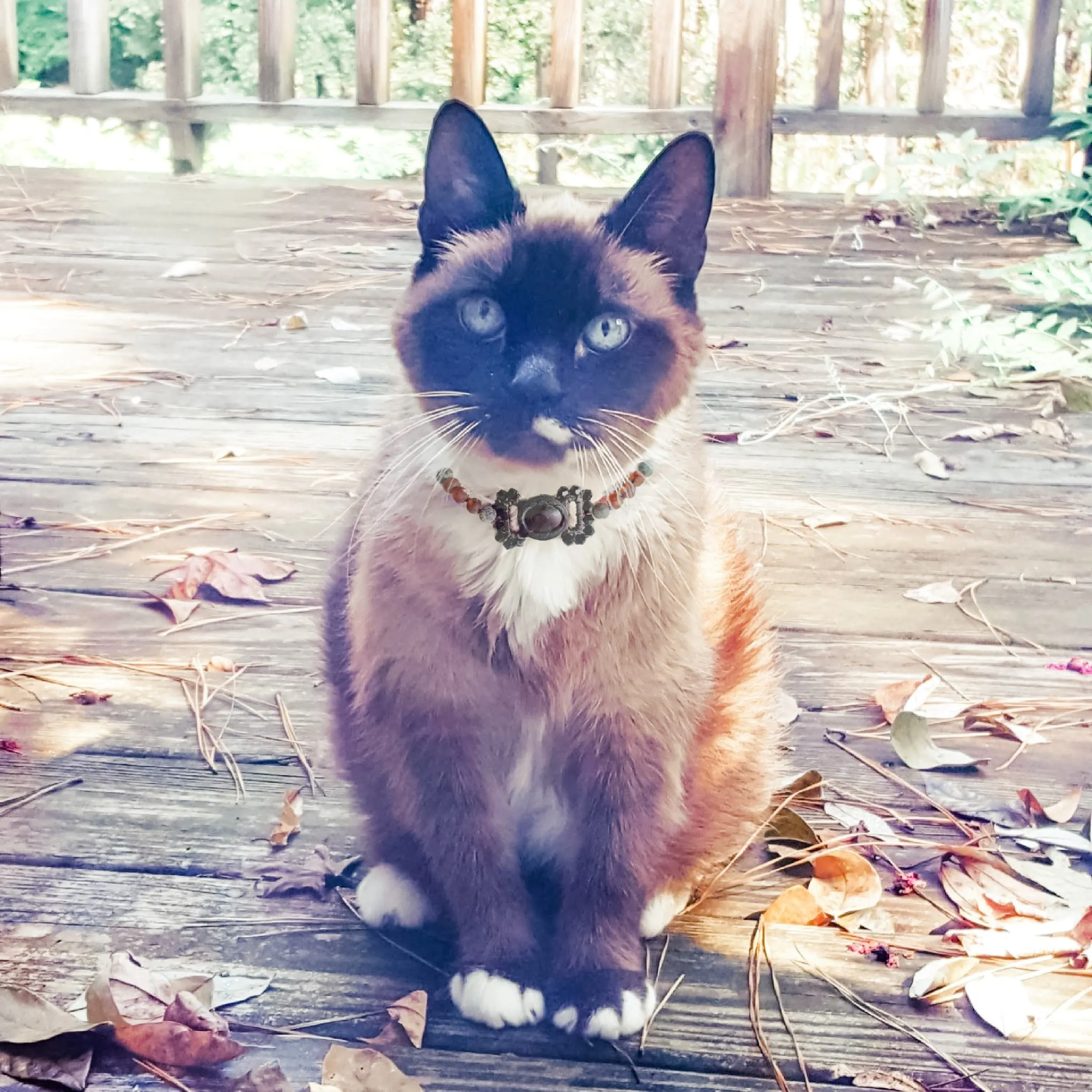 Pet | Lapis Lazuli   Raw Cognac Amber Collar